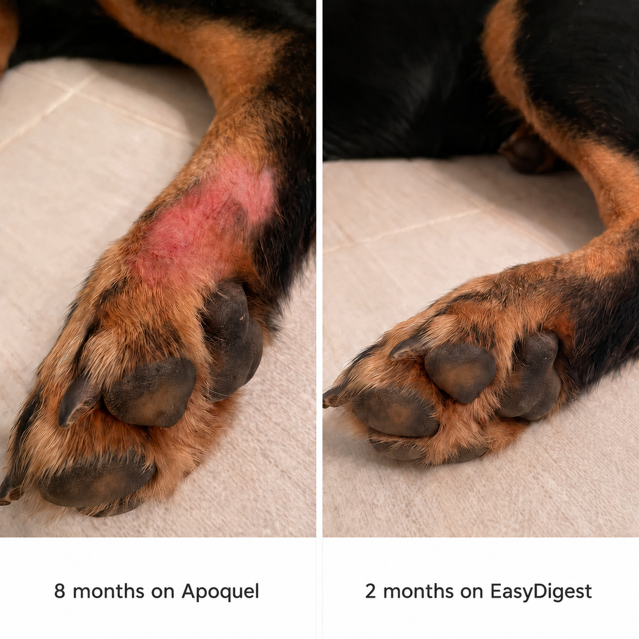 EasyDigest™ Liquid Collagen for Pets